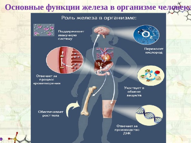 Функции железа в организме человека