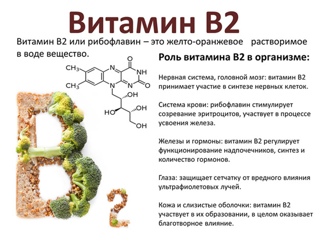 Роль витамина В2 (рибофлавина)
