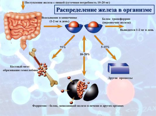 Презентация роль железа в организме человека