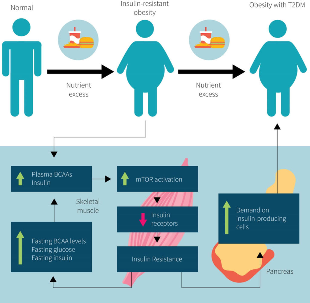 Роль ВСАА и mTOR при диабете 2 типа