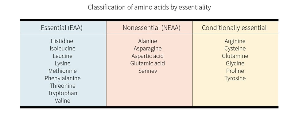Классификация амино кислот по незаменимости